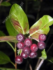 Aronia melanocarpa '' 